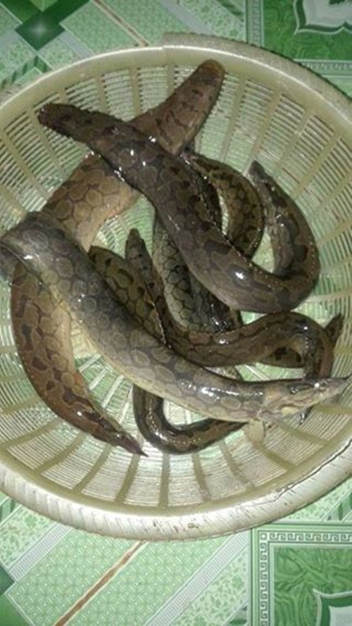 Chạch chấu sông Đà là loài cá nước ngọt, da trơn bóng, thân màu xanh đậm hoặc đen xám, trên thân có nhiều đốm vàng hình tròn hoặc bầu dục. Ảnh: Facebook.