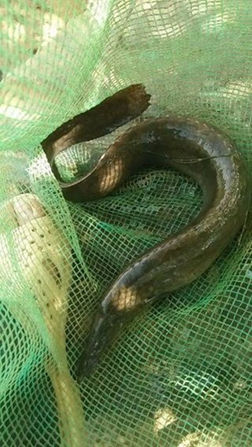 Trên thị trường, loại chạch chấu sông Đà nhỏ giá từ 650.000 - 750.000 đồng/kg. Loại to có giá lên tới gần triệu đồng. Ảnh: Facebook.