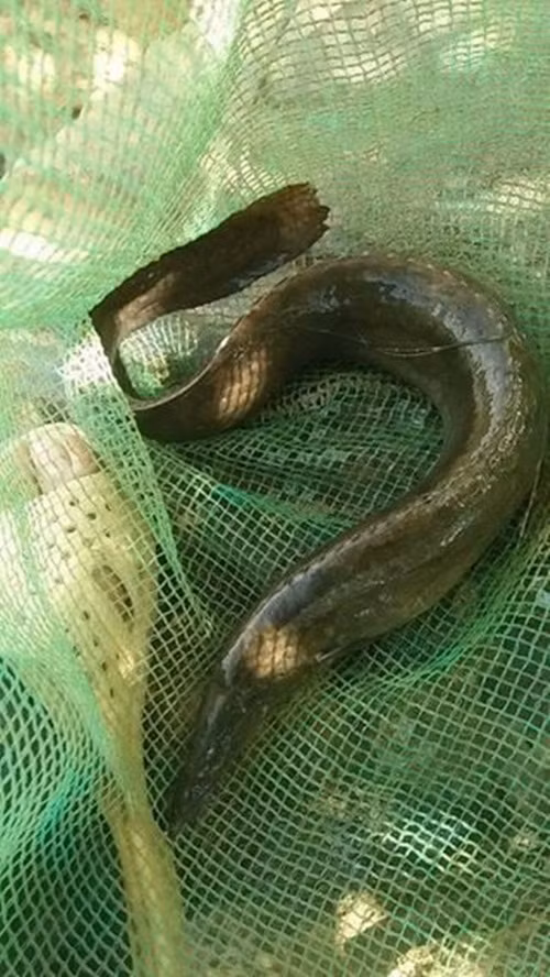 Trên thị trường, loại chạch chấu sông Đà nhỏ giá từ 650.000 - 750.000 đồng/kg. Loại to có giá lên tới gần triệu đồng. Ảnh: Facebook.