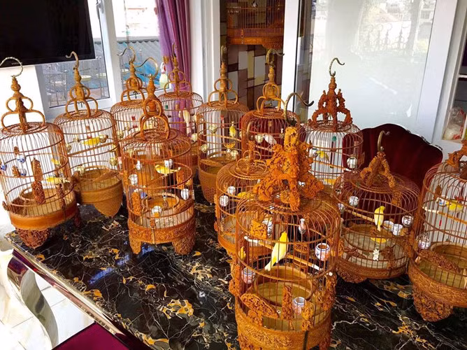 Để sở hữu được dàn chim quý, anh Chương phải mất rất nhiều thời gian, lặn lội từ Hà Nội đi khắp các tỉnh để tìm mua. Ảnh: Nguoiduatin.