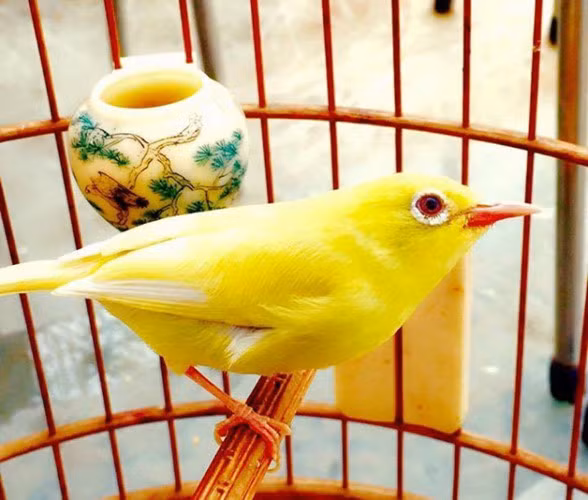 Hoàng khuyên mắt đỏ trị giá hơn 10.000 USD được ông vua chim cảnh Việt Nam cất công anh mang về từ đất nước Indonesia. Ảnh: PLVN.