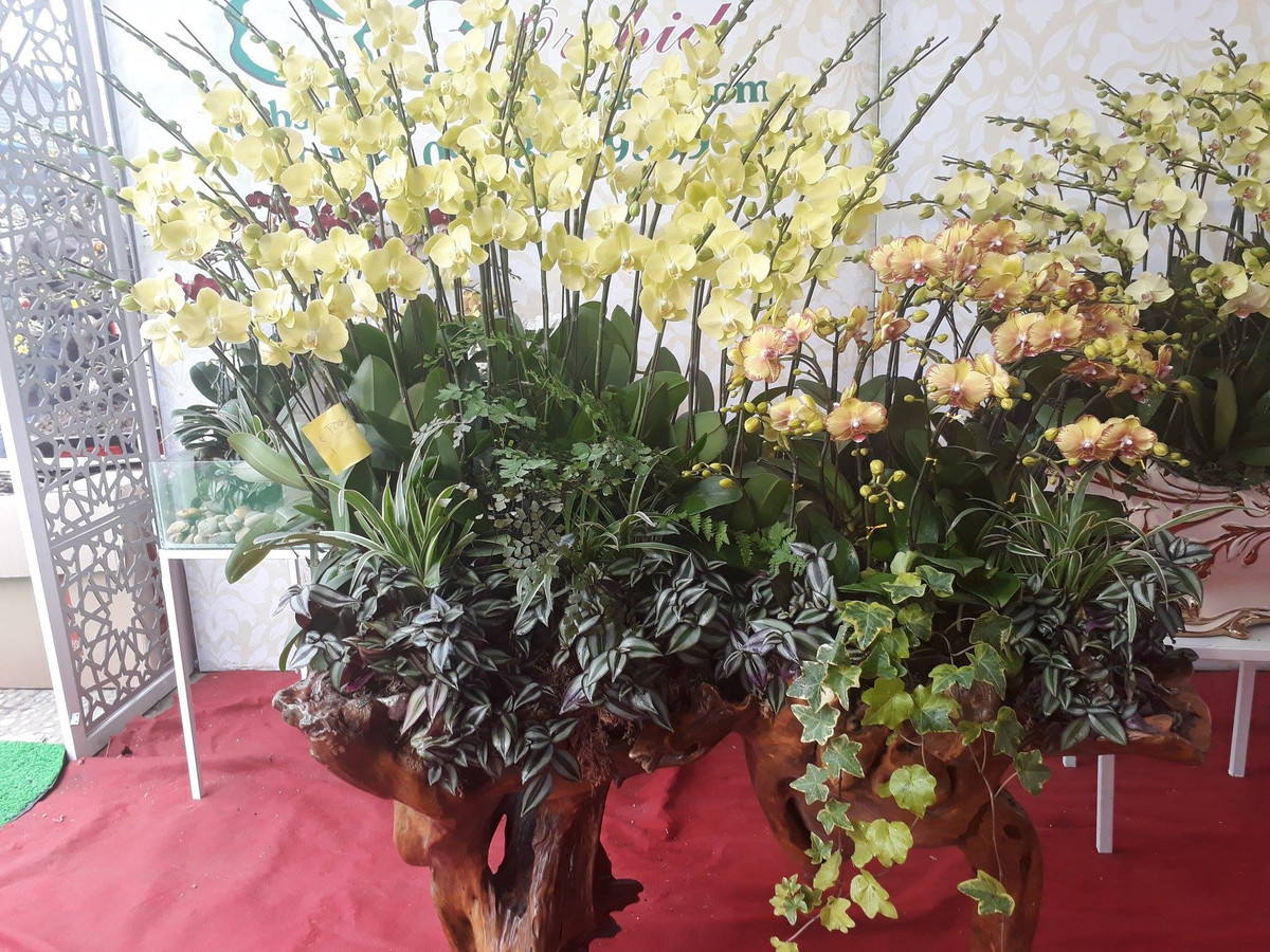 “Sản phẩm mới được tung ra thị trường trong Tết Kỷ Hợi 2019 nhưng được thị trường rất ưa chuộng. Tại cơ sở của tôi, tác phẩm lan ghép có giá cao nhất lên đến 70 triệu đồng, thấp nhất từ 500.000 đồng/chậu” – chị Lê Anh cho biết.