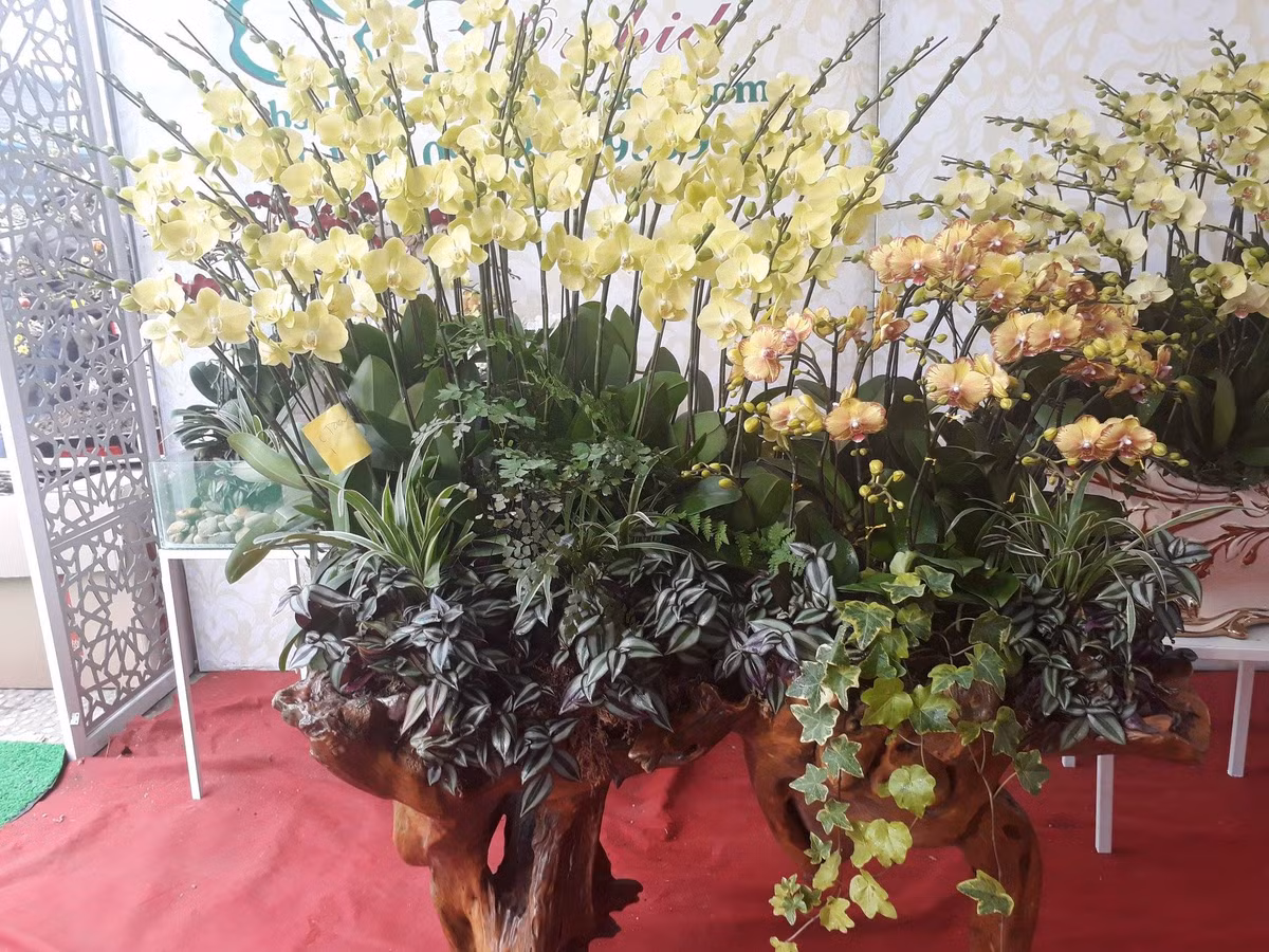 “Sản phẩm mới được tung ra thị trường trong Tết Kỷ Hợi 2019 nhưng được thị trường rất ưa chuộng. Tại cơ sở của tôi, tác phẩm lan ghép có giá cao nhất lên đến 70 triệu đồng, thấp nhất từ 500.000 đồng/chậu” – chị Lê Anh cho biết.