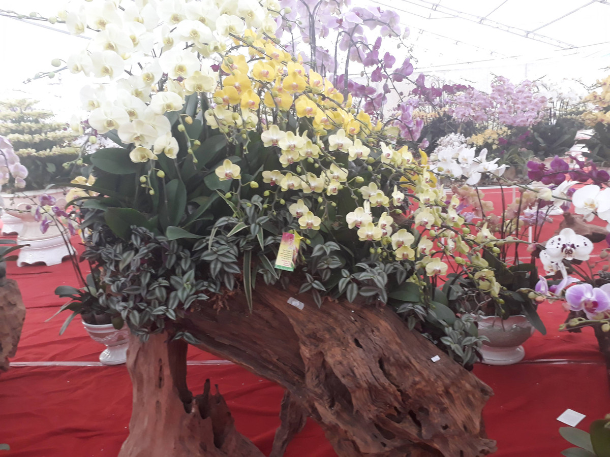 Hội chợ Xuân Kỷ Hợi 2019 do Trung tâm Xúc tiến thương mại nông nghiệp (Bộ NNPTNT) tổ chức, từ ngày 25.1 đến 2.2.2019 tại Khu hội chợ triển lãm, giao dịch kinh tế và thương mại, số 489 Hoàng Quốc Việt, Cầu Giấy, Hà Nội.