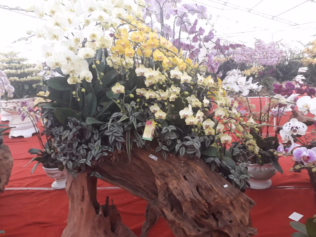 Hội chợ Xuân Kỷ Hợi 2019 do Trung tâm Xúc tiến thương mại nông nghiệp (Bộ NNPTNT) tổ chức, từ ngày 25.1 đến 2.2.2019 tại Khu hội chợ triển lãm, giao dịch kinh tế và thương mại, số 489 Hoàng Quốc Việt, Cầu Giấy, Hà Nội.