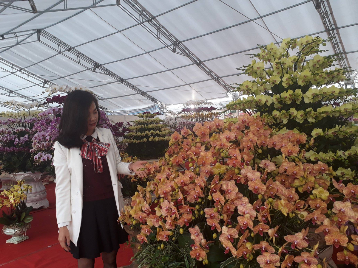 Chị Lê Anh, chủ thương hiệu hoa lan Lê Anh (Hà Nội) cho biết, ngoài những chậu lan ghép trong chậu tròn truyền thống, năm nay, cơ sở còn sáng tạo, ghép lan trên những thân gỗ lũa, trên những chậu có hình thuyền in chữ Tài, Lộc hoặc hình trái tim. Đặc biệt, nhiều chậu lan hồ điệp khổng lồ với cả trăm cành lan rực rỡ sắc màu.