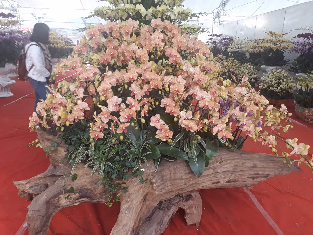 Giới thiệu chậu lan hồ điệp ghép trên thân gỗ lũa có giá 36 triệu đồng, chị Lê Anh cho biết, giá trị của những chậu cây này nằm ở thân cây gỗ đậm màu thời gian, sự tươi tắn của những cành hoa lan hồ điệp trên nền nâu trầm mặc của gỗ, điểm xuyết thêm màu xanh non của các loại cây lá sẽ giúp không gian trưng bày thêm sinh động.