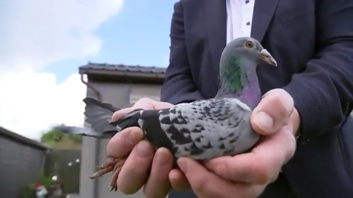 Theo tờ Metro, chim bồ câu Armando có giá cao vì nó rất đặc biệt. Ảnh: Free Beer.