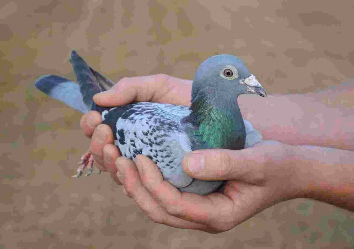 Hai khách đấu giá cuối cùng trong buổi đấu giá là hai vị khách Trung Quốc. Họ đã nâng mức giá sẵn sàng chi trả từ 532.000 Euro lên 1,25 triệu Euro chỉ trong khoảng 1 giờ đồng hồ. Ảnh: USatoday.