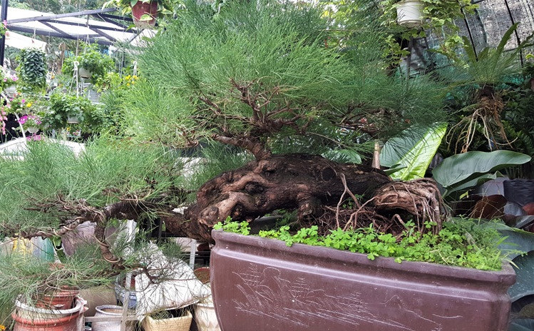 Một chậu phi lao đẹp dáng huyền lạ mắt. Ảnh: Đóa Nhi.