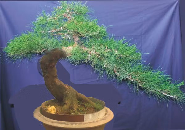 Phi lao bonsai dáng thác đổ. Ảnh: Caycanhhanoi.
