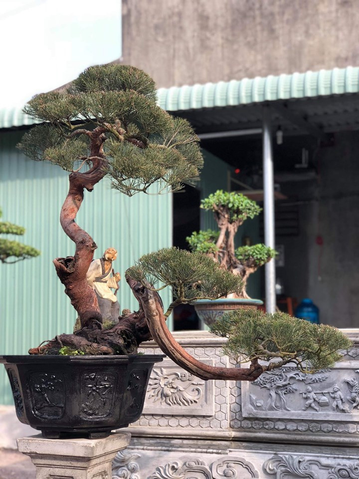 Cây được uốn nén tạo dáng bonsai vô cùng đặc biệt. Ảnh: FB Thành Đạt.