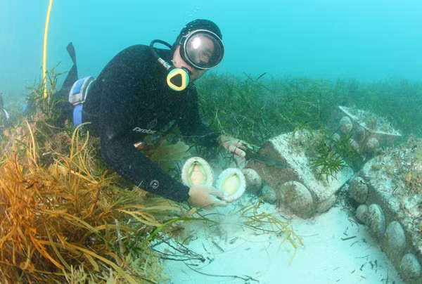 Đã có những trường hợp thợ lặn thiệt mạng trong khi cố gắng thu hoạch bào ngư.