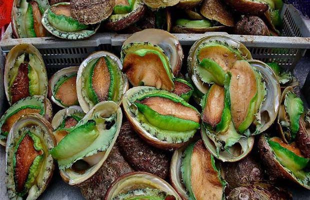 Chẳng hạn như giới hạn chỉ được khai thác trong một giờ vào 4 buổi sáng thứ bảy giữa tháng 12 và tháng 2… hoặc quy định vùng được lặn bắt bào ngư, sản lượng tối đa mỗi người được khai thác…