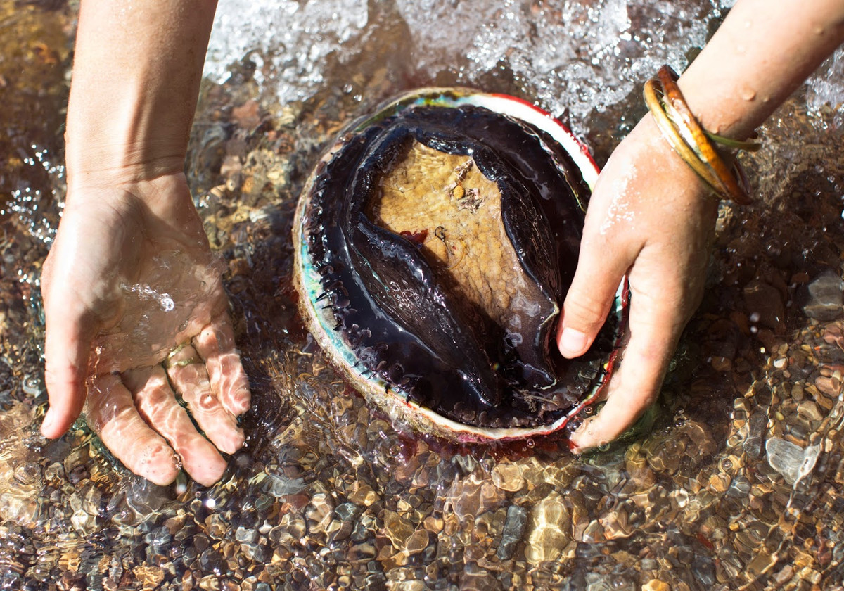 Trước sự nóng lên toàn cầu dẫn đến nhiệt độ nước biển tăng, số lượng bào ngư còn có thể giảm hơn nữa.