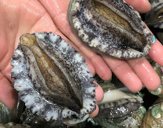 Do bị đánh bắt quá mức trên phạm nên nhiều vùng, quốc gia đã có những quy định khắt khe trong việc thu hoạch bào ngư.