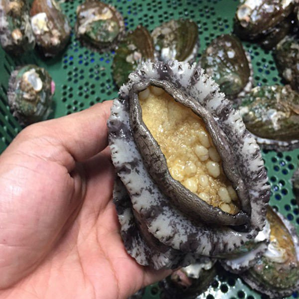 Bởi thế, bào ngư thường xuất hiện trong các dịp lễ Tết, lễ kỷ niệm đám cưới, hay bữa tối đoàn viên của cả gia đình.