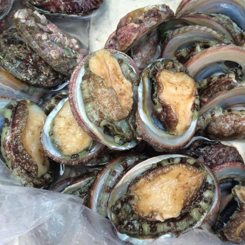 Vậy, tại sao bào ngư lại có giá đến vậy?