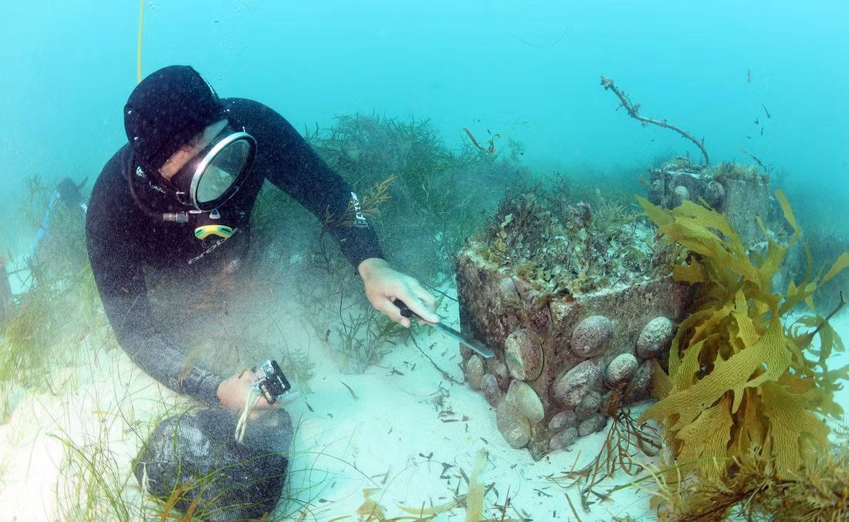 Công việc này không chỉ mất thời gian mà còn rất nguy hiểm. Thợ lặn phải chịu sự đe dọa của cá mập và các sinh vật biển khác.