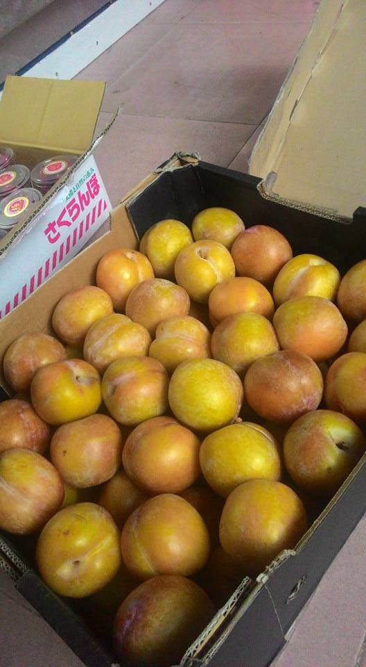 Với kích thước lớn, mận Úc thường được bổ ra thành từng miếng như cam để dễ ăn hơn. Ảnh: Oanhtraicay.