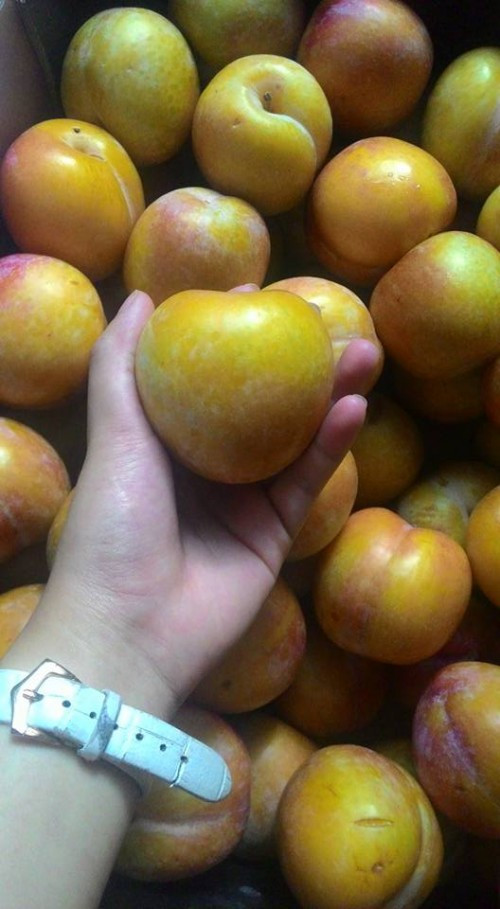 Theo một số người bán, mận vàng Úc nhập khẩu về đến đâu là hết đến đó. Ảnh: Oanhtraicay.