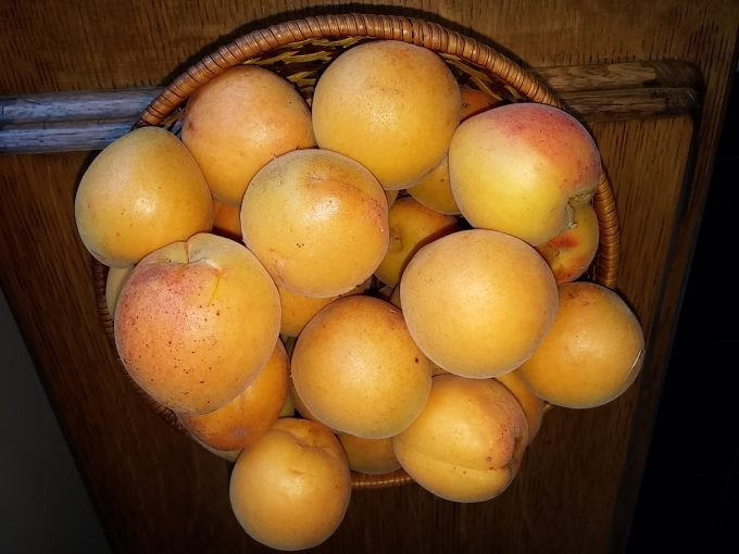 Đặc biệt, mận vàng không có vị chua, hoàn toàn ngọt và giòn. Ảnh: Sustainable.