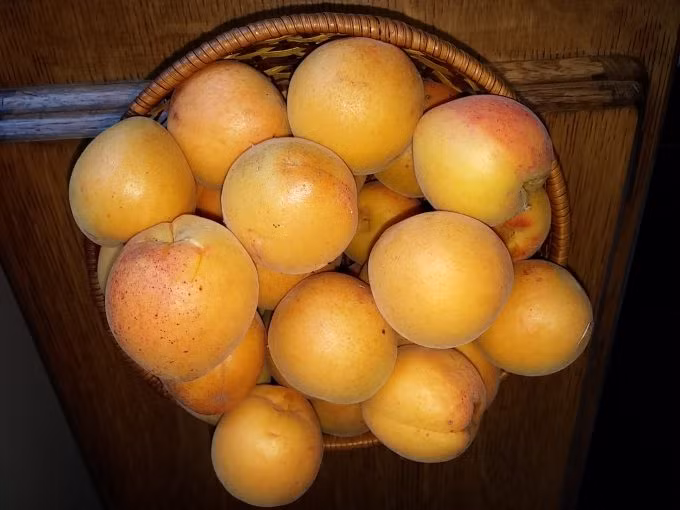 Đặc biệt, mận vàng không có vị chua, hoàn toàn ngọt và giòn. Ảnh: Sustainable.