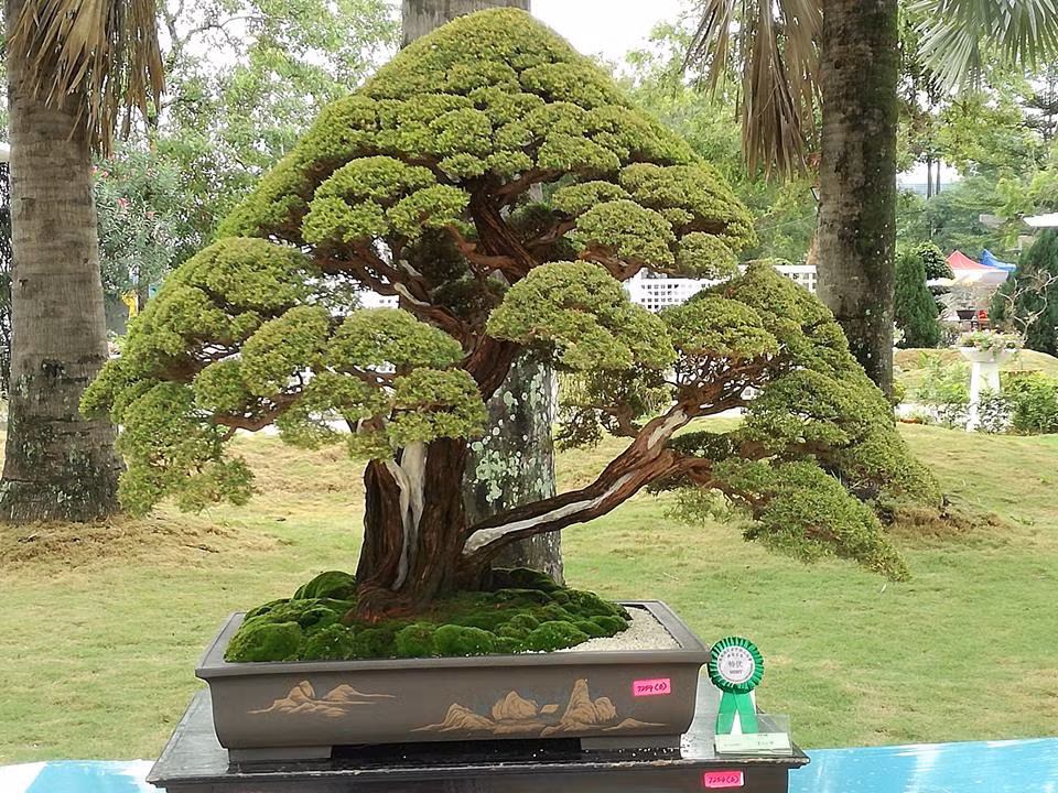 Man nhan loat tac pham kim sa tung bonsai dep kinh dien
