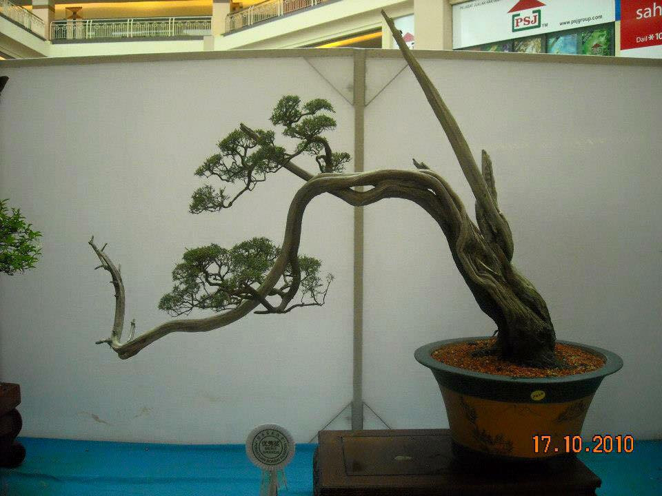 Kim sa tùng cũng có thể tạo dáng thành những tác phẩm nghệ thuật bonsai lũa đẹp mắt. Ảnh: Gardener Nguyễn Hoàng Phong.