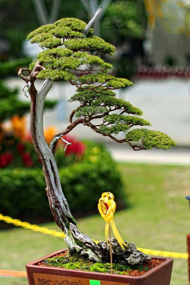 Ưa nắng và nước, nên kim sa tùng có thể chịu được cả không khí lạnh rất tốt. Ảnh: Gardener Nguyễn Hoàng Phong.