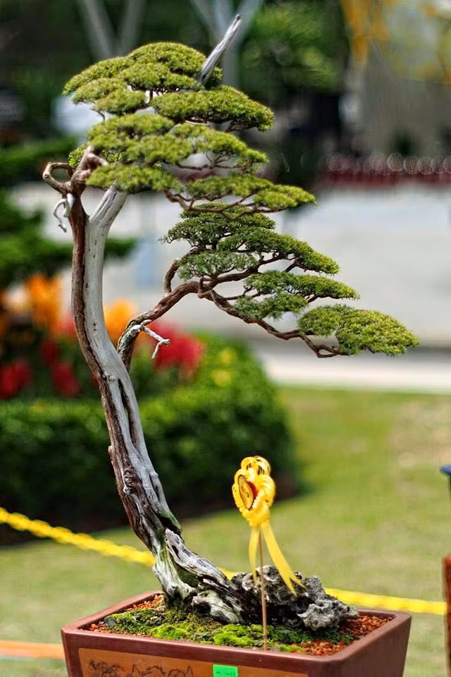 Ưa nắng và nước, nên kim sa tùng có thể chịu được cả không khí lạnh rất tốt. Ảnh: Gardener Nguyễn Hoàng Phong.