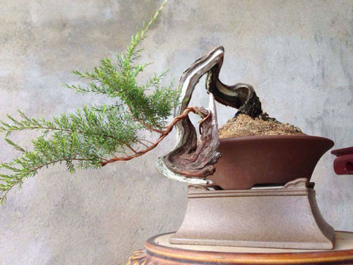 Kim sa tùng bonsai lũa siêu độc. Ảnh: Bonsaiart.