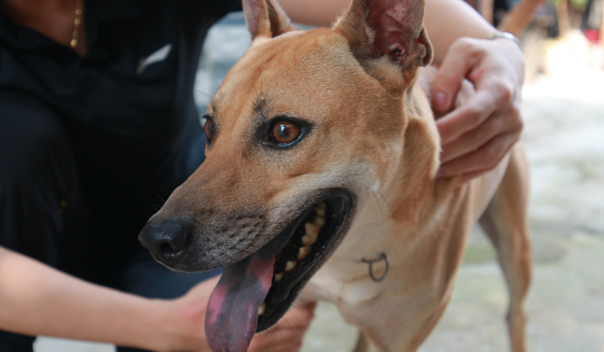 Để đảm bảo giống tốt và mô hình trang trại đạt chuẩn, chị Hà đã chi tới gần 1 tỷ đồng để mua con giống và xây dựng trang trại. Ảnh: Người đưa tin.