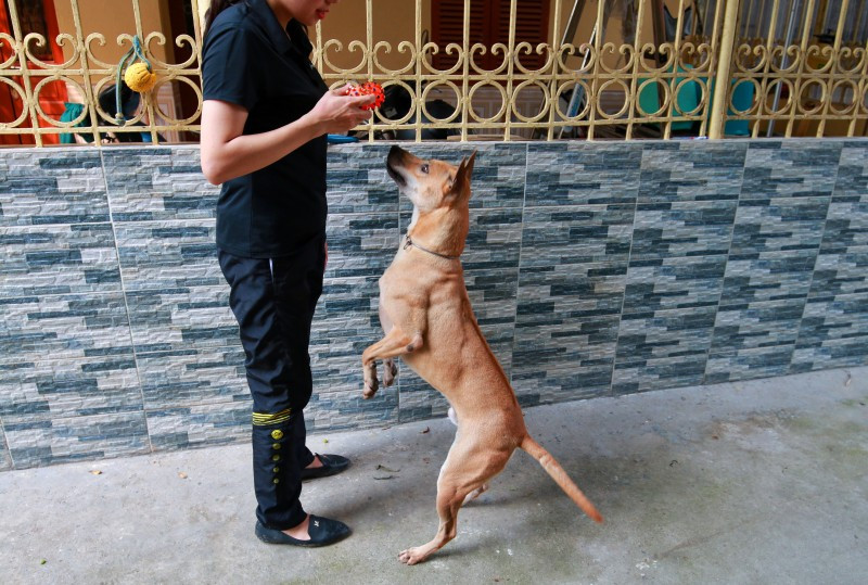 Hàng ngày, chị Hà còn dành thời gian chơi đùa và đích thân cho các chú chó ăn, vuốt ve… để tăng sự gắn kết. Ảnh: Laodongthudo.