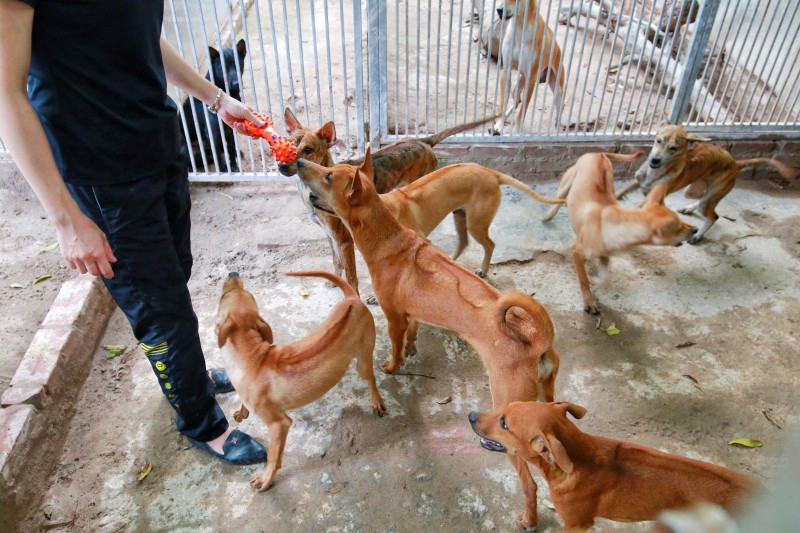 Trang trại lớn nhất của chị Hà có diện tích hơn 1000m2, là nơi ở của 30 chú chó trong trong số hơn 100 chú chó. Ảnh: Ảnh: Laodongthudo.