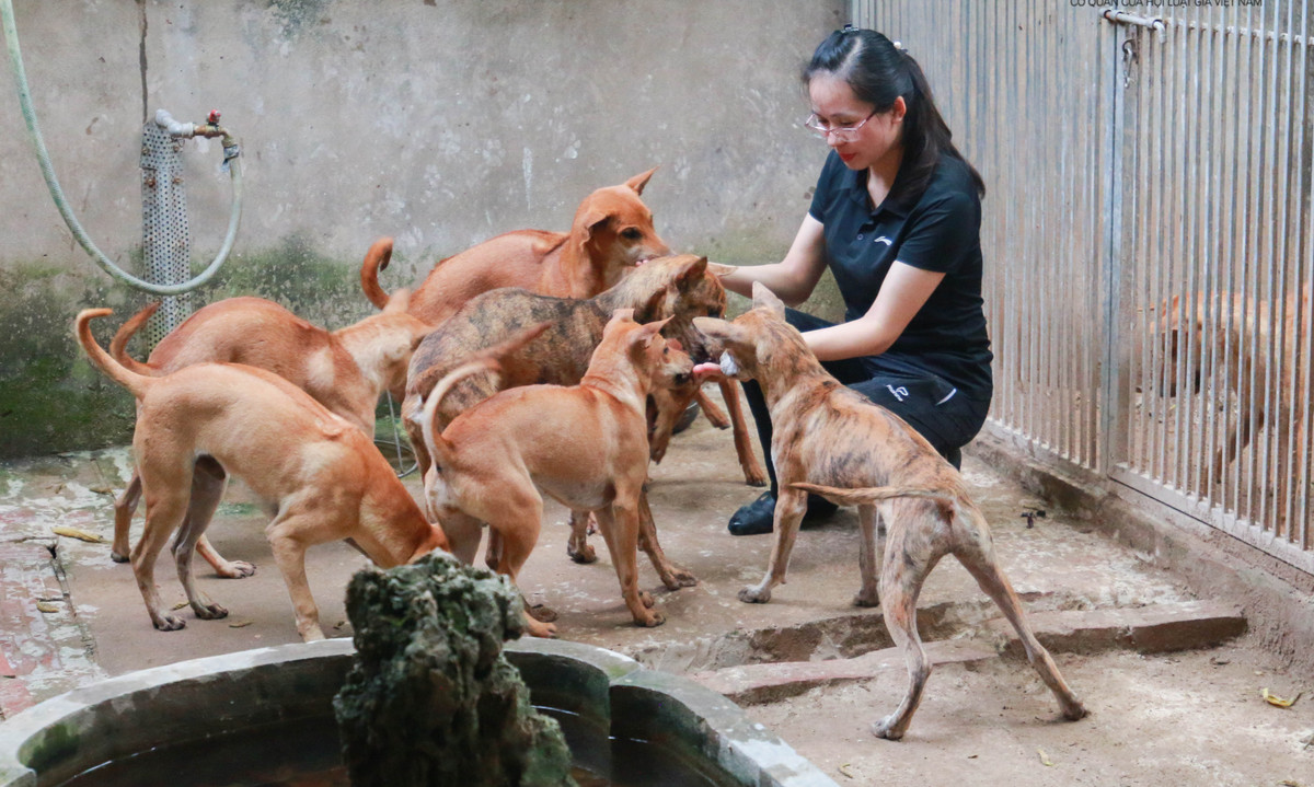 Chị Hà chị là một trong những "bóng hồng" hiếm hoi có niềm yêu thích đặc biệt với giống chó săn mồi. Ảnh: Người đưa tin.