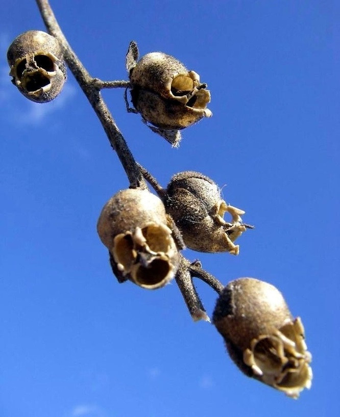 1. Hoa mõm sói Snapdragon sau chết mang hình thù kỳ lạ như những chiếc sọ đầu lâu. Hình ảnh đánh lừa thị giác hoàn hảo.