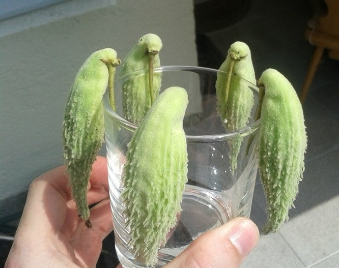 10. Đây chỉ đơn giản là những quả dưa non xếp trên miệng cốc.