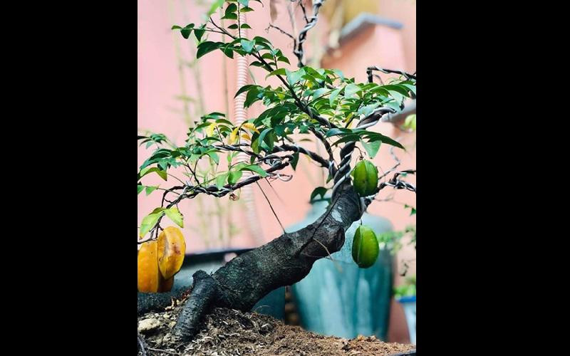 Tuy nhiên, do không có thời gian chăm sóc nên nữ diễn viên lựa chọn những cây dễ trồng.