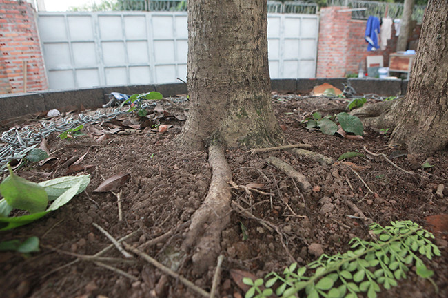 Cây mộc hương có độ thoát thân (đoạn từ gốc lên bắt đầu chia tán) mới quý, thể hiện sự trường tồn và quý tộc.