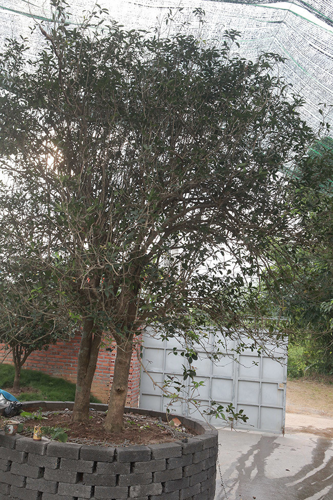 Anh Dũng cho biết, đôi mộc hương này cao khoảng 7m, tán rộng 5m, đường kính mỗi cây khoảng 20cm và đặc biệt thoát thân khoảng 1m. Mộc hương lớn rất chậm nên cây có đường kính lớn và thoát thân cao như vậy rất quý hiếm.