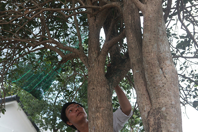 Từ khi sở hữu cây, đã có rất nhiều người chơi cây cảnh muốn mua lại nhưng anh Dũng đều từ chối.