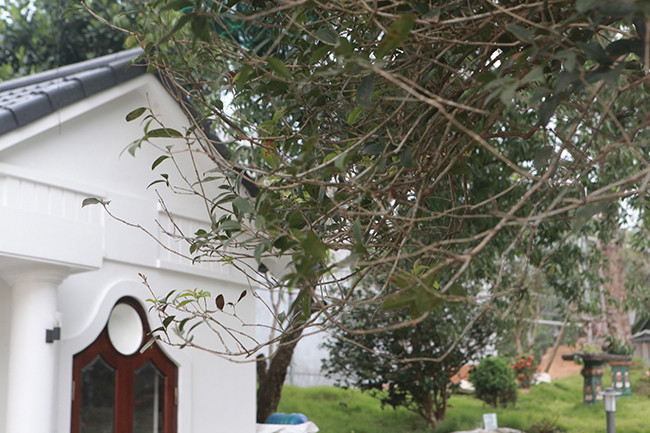 Thông thường cây mộc hương cao khoảng từ 2 cho tới 12m. Thân cây xù xì chứng tỏ cây nhiều năm tuổi