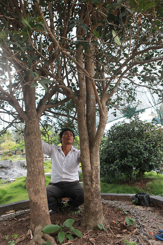 Anh Dũng cho biết, đã có người trả hơn 3 tỷ nhưng anh chưa bán.