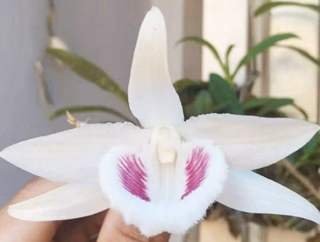 Lan phi điệp 5 cánh trắng (loại đột biến): Được coi là đắt giá nhất hiện nay, Lan phi điệp đang được giới chơi hoa lan săn lùng để trưng Tết dù giá có thể từ vài triệu đồng tới hàng tỷ đồng. Phi điệp đột biến đã khó kiếm, lại nở hoa vào Tết thì càng hiếm hơn (nguồn: VnExpress)