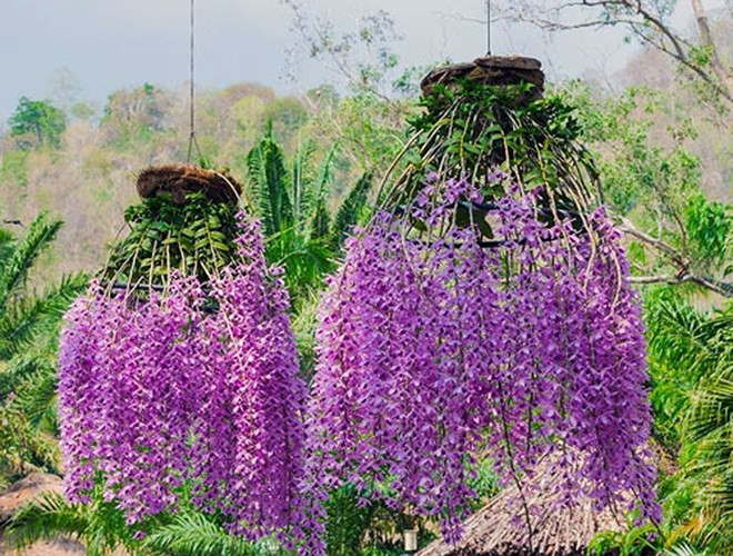 Lan giả hạc pháp: Lan giả hạc Pháp được sinh ra từ phòng thí nghiệm của Đài Loan với bố mẹ là phi điệp và đại ý thảo. Chúng được ưa chuộng mỗi dịp Tết Nguyên đán vì màu sắc đẹp và nở vào đúng Tết