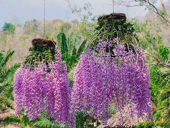 Lan giả hạc pháp: Lan giả hạc Pháp được sinh ra từ phòng thí nghiệm của Đài Loan với bố mẹ là phi điệp và đại ý thảo. Chúng được ưa chuộng mỗi dịp Tết Nguyên đán vì màu sắc đẹp và nở vào đúng Tết