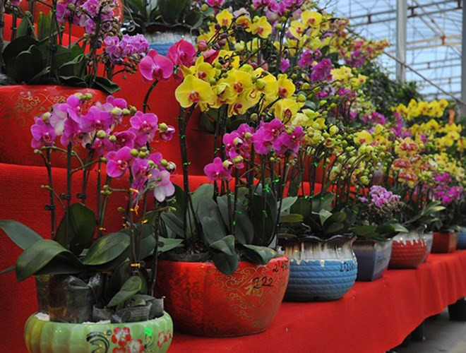 Tuy nhỏ xíu nhưng những chậu hoa lan bonsai mini mang vẻ đẹp kiêu sa, lộng lẫy, đủ màu sắc rực rỡ. Lan mini năm nay có 2 loại chủ yếu là hồ điệp và mãn thiên hồng.
