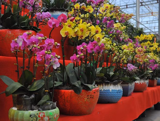 Tuy nhỏ xíu nhưng những chậu hoa lan bonsai mini mang vẻ đẹp kiêu sa, lộng lẫy, đủ màu sắc rực rỡ. Lan mini năm nay có 2 loại chủ yếu là hồ điệp và mãn thiên hồng.