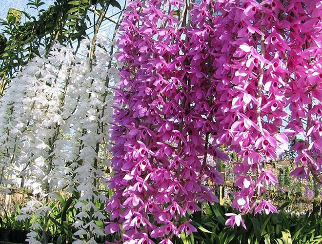 Chị Thảo, ở TP.HCM cho biết vườn lan giả hạc pháp của chị được trồng tại Lâm Đồng nhưng đa phần bán cho người chơi ở TP.HCM và Hà Nội, mỗi giỏ lan có giá 1-3 triệu đồng.